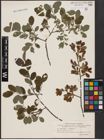 Foto von Salix aurita L. x Salix myrtilloides L.